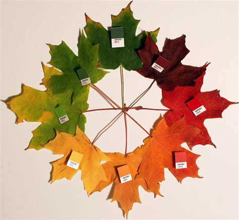 File:Autumn leaves (pantone) crop.jpg - Wikipedia