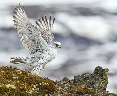 This is a Gyrfalcon, the largest of all falcon breeds. They are usually ...