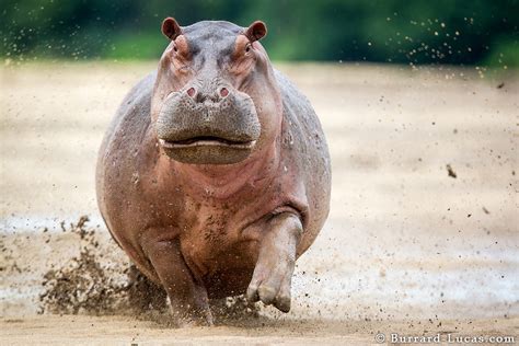 Hippo Charge | Here’s a terrifying sight… an angry hippo cha… | Flickr