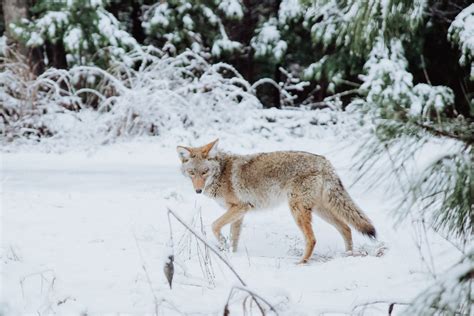 Coyote Sets for Trapping - Which one is best? | THF Outdoors