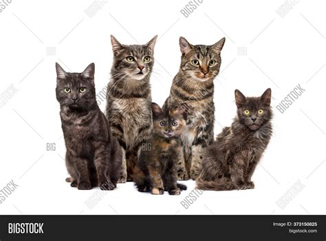 Group Crossbreed Cats Image & Photo (Free Trial) | Bigstock