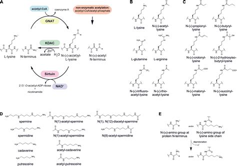 Lysine Acetylation Mechanism