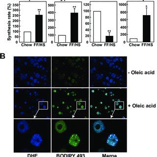 Synthesis rates of cholesteryl esters and incorporation of cholesterol ...