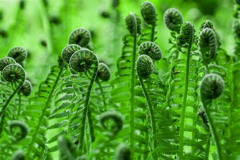 Growing Fiddlehead Ferns