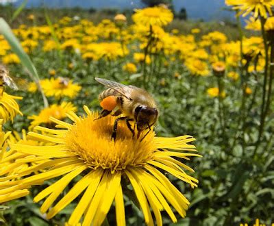 CROP PRODUCTION: Benefits of biotic pollination