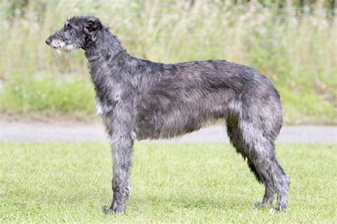 How Do You Groom Scottish Deerhound