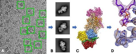 Cryo-electron microscopy reveals structures of protein that maintains cell membranes