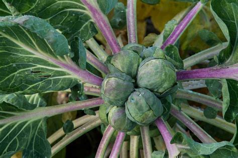 How to Plant and Grow Brussels Sprouts - Growfully