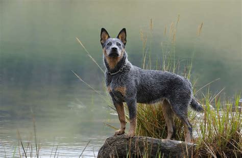 Blue Heeler Breed Information Guide: Photos, Traits & Care | BARK Post