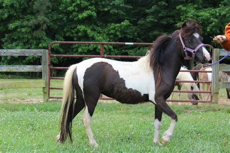 Miniature Horse Horses For Sale | Richmond, VA #149108