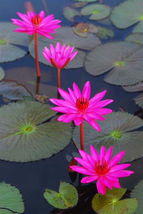 Lotus-flower | Tumblr