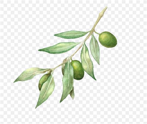 Olive Oil Olive Branch Drawing, PNG, 692x692px, Olive Oil, Branch, Colavita Usa Llc, Drawing ...