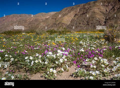 Spring desert wildflowers near Borrego Springs, California, USA Stock ...