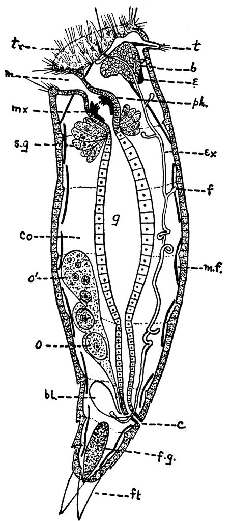 Rotifer | ClipArt ETC