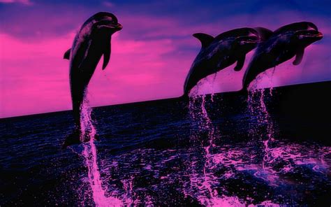 Dolphin Desktop Wallpaper (73+ pictures) - WallpaperSet