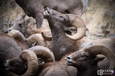 Bighorn Sheep Ram Flehmen Response - Wildernessshots Photography