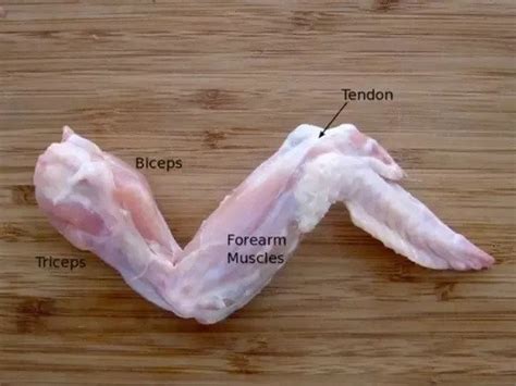 Why Chicken Wings Are So Small, 3 Clear Reasons | Chicken Wings Blog