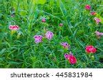 Wild Carnation Free Stock Photo - Public Domain Pictures