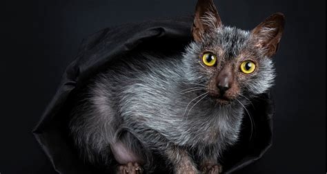 Werewolf Cat Breed – Telegraph