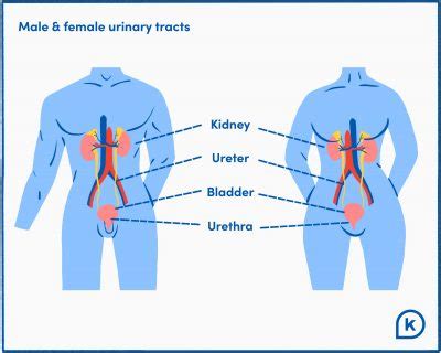 Bladder Infection vs. UTI: What’s the Difference? - K Health