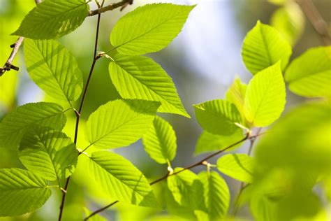 How to Grow and Care for American Beech Trees