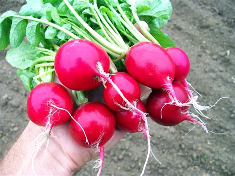 Cherry Belle Radish, 7 g : Southern Exposure Seed Exchange, Saving the Past for the Future