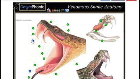 glandular fever wiki Venomous snake anatomy, game for school and biology and wildlife - mcgregor