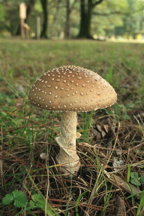 Amanita ocreata. | Cultivar hongos, Hongos, Hongos psicodelicos