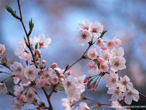 Japanese Cherry Blossom Wallpapers - WallpaperSafari