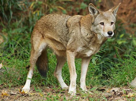 For the first time in 4 years, a litter of red wolf pups was born in the wild | NCPR News