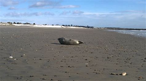 Seal on Wells Beach, Maine. - YouTube