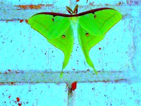 Lunesta2 | Another "Lunesta" moth/butterfly shot © All right… | Flickr