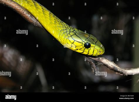 Dendroaspis viridis, western green mamba or West African green mamba ...