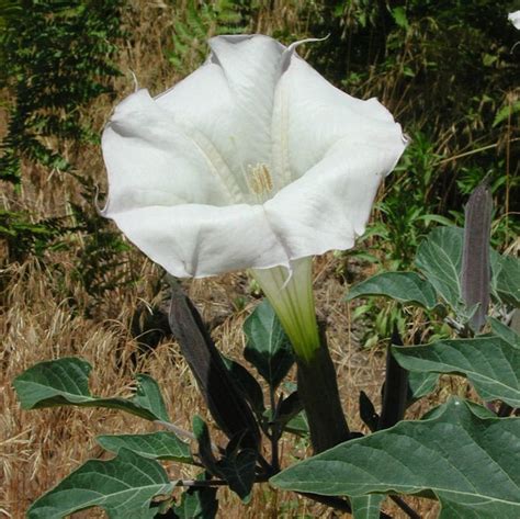 Datura Fastuosa Datura Innoxia White Moonflower Datura Sacred | Etsy