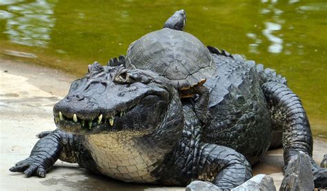 caiman - Google Search | Pets, Animals, Crocodiles