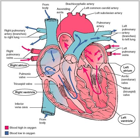 cardiovascular | Anatomy System - Human Body Anatomy diagram and chart images