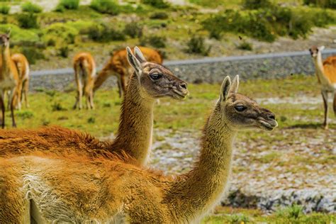 Guanacos Wild Lamas Torres del Paine Chile Photograph by William Perry - Pixels