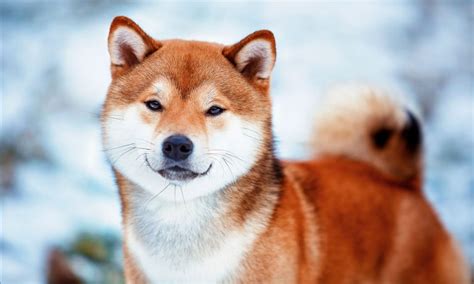 Shiba Inu Breed: Characteristics, Care & Photos | BeChewy