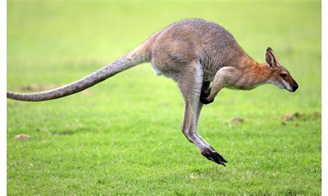 Kangaroo Jumping Wallpapers - 1280x768 - 325288