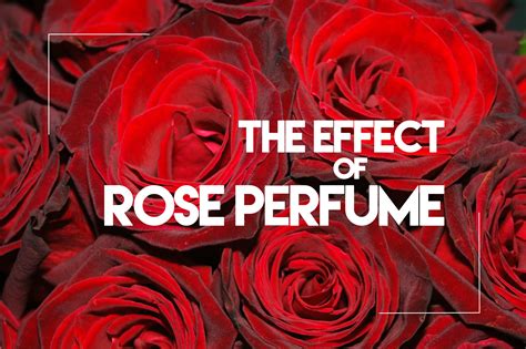 The Effect Of Sweet Rose Perfume | Flower Press