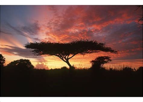 Photograph-Portrait of an Acacia Tree at Sunset-7"x5" Photo Print made ...