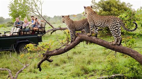 Rede criminosa está a dizimar animais na Reserva do Niassa