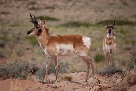 Pronghorn Antelope Facts | Anatomy, Diet, Habitat, Behavior - Animals Time