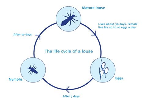 Head Lice Life Cycle