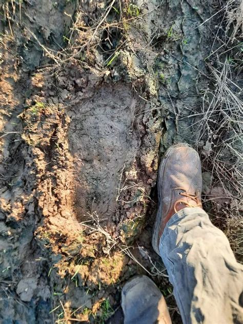 Possible ‘Bigfoot footprints’ measuring 16 inches found pressed into mud - Daily Star