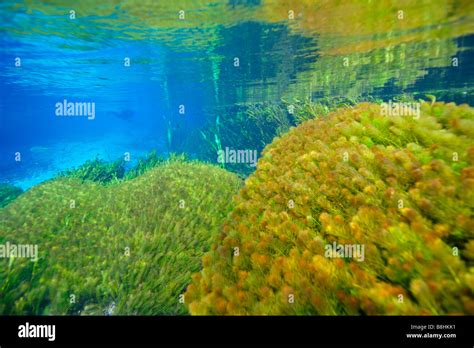 Underwater vegetation, predominantly stonewort algae, Chara rusbyana, at Sucuri River, Bonito ...