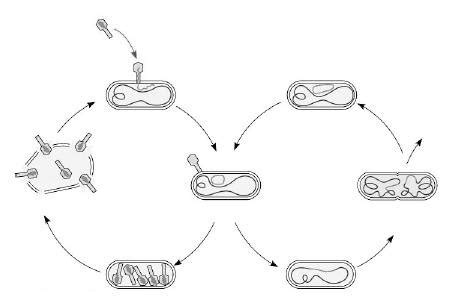 Lysogenic Cycle Labeled