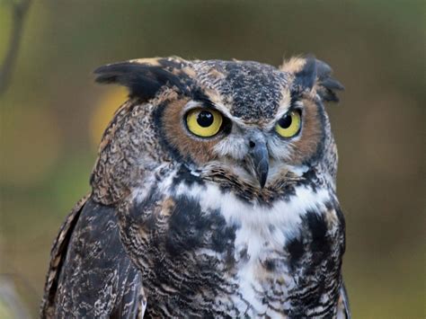 Great Horned Owl Spotted Getting Its Swim On In Lake Michigan Caught On Camera