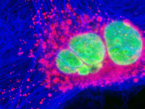 Fluorescence Microscopy | Nikon’s MicroscopyU