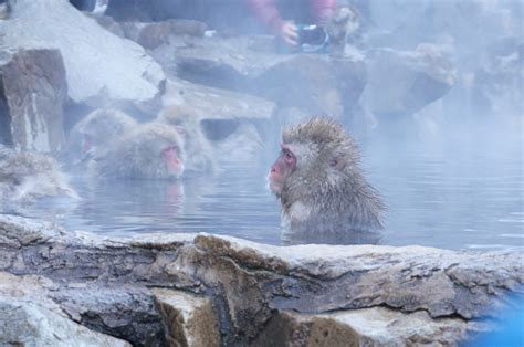 Jigokudani Monkey Park: Meet Snow Monkeys - Japan Web Magazine